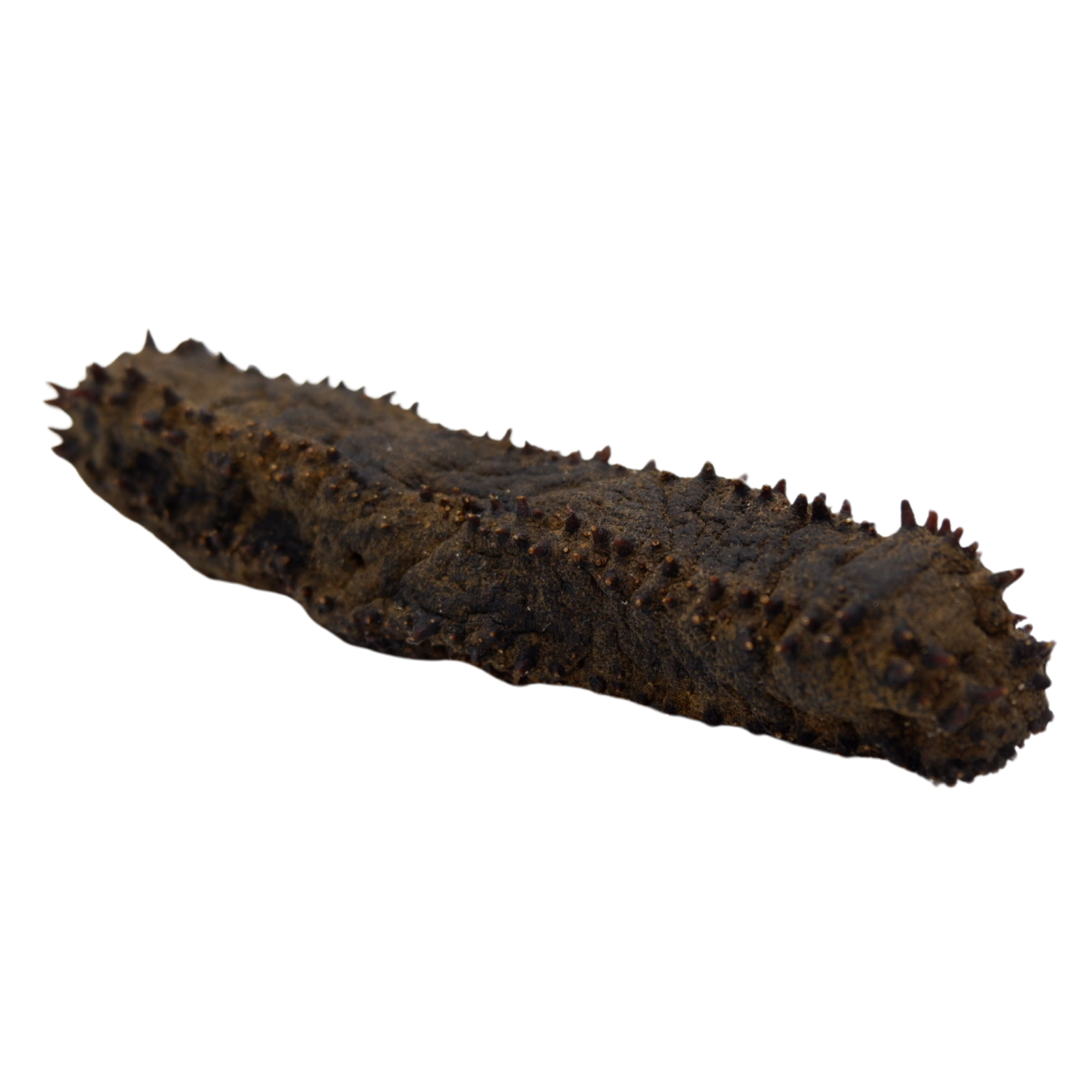 澳大利亚 方刺参 20-60头