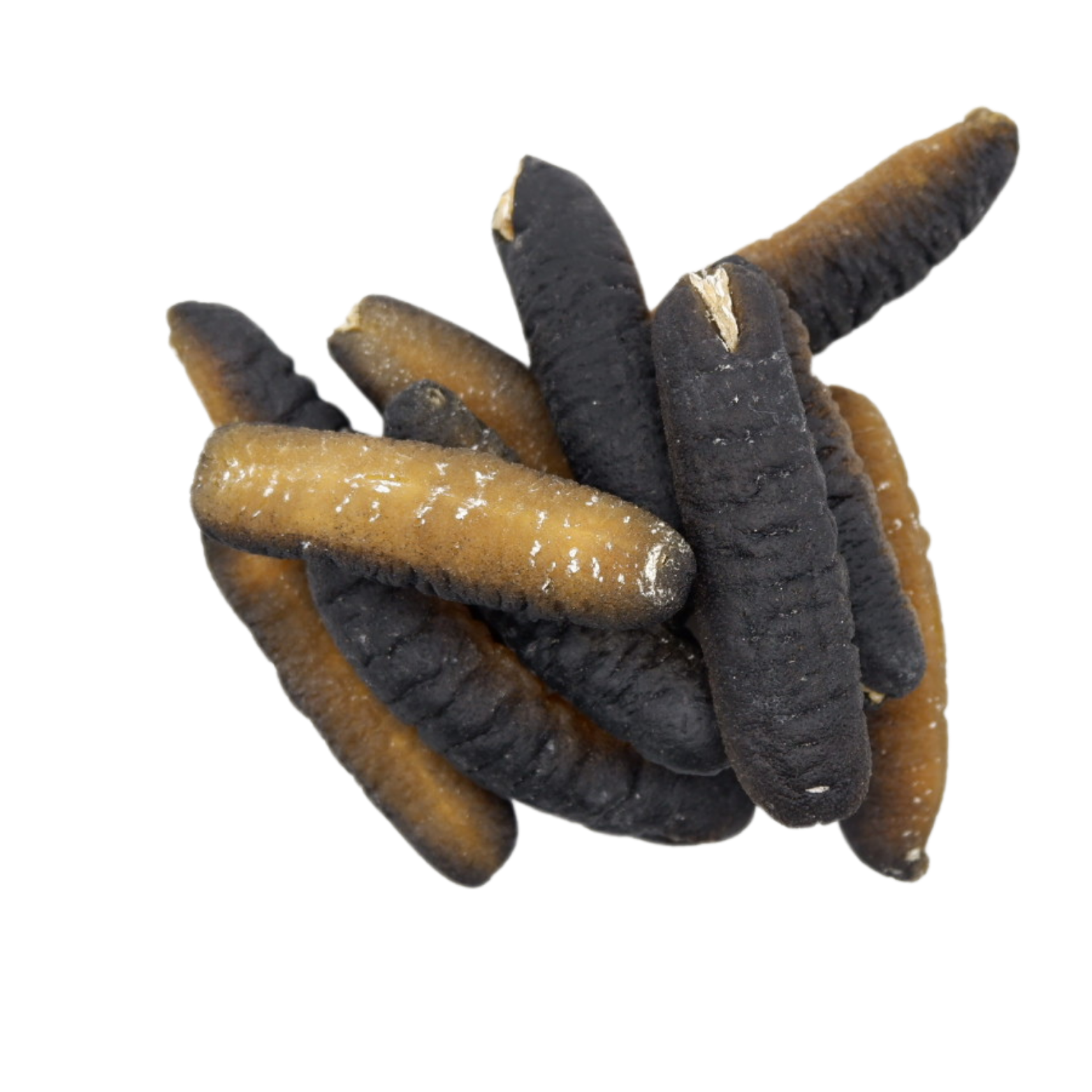 巴布亚 秃参 20-30头