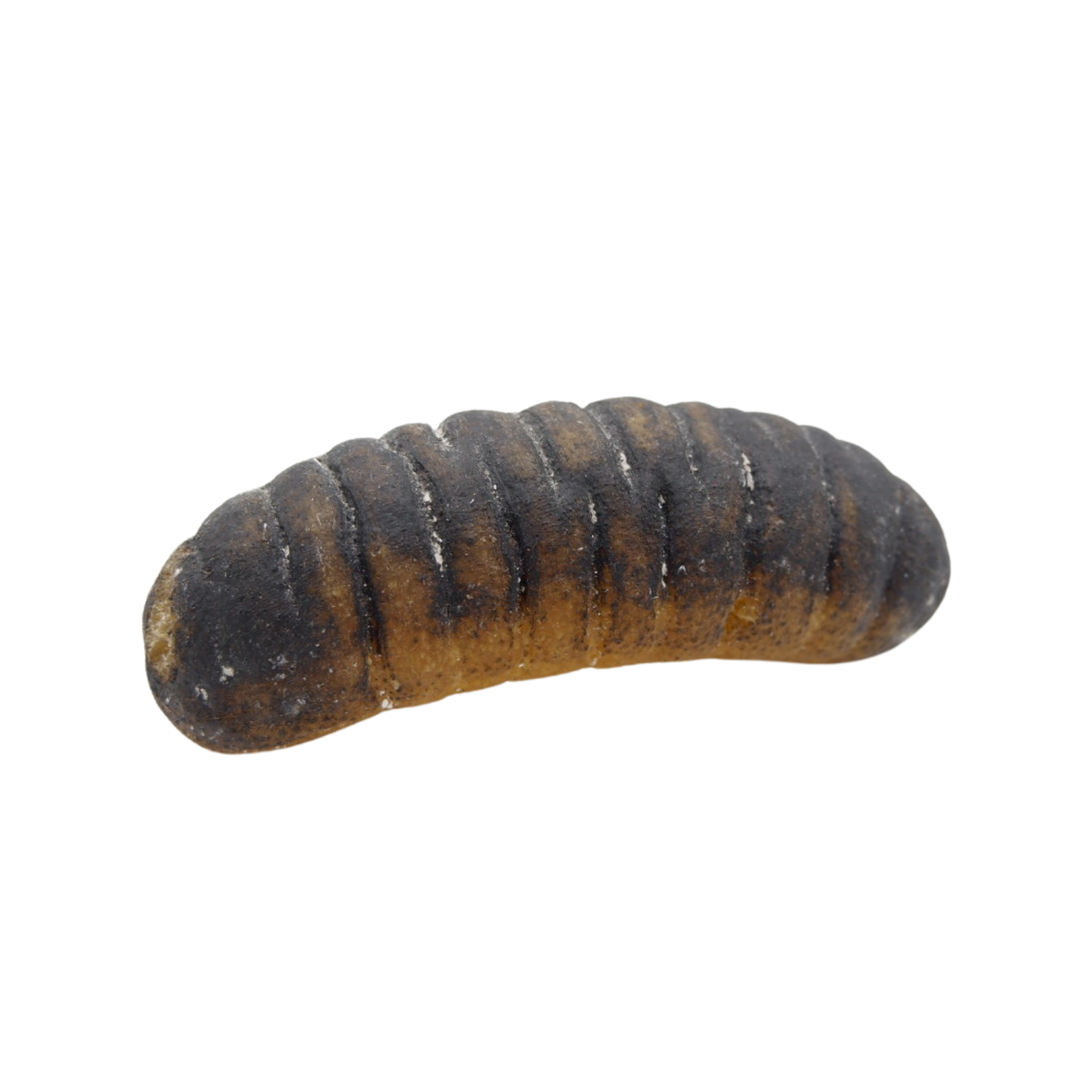 澳洲秃参 7-15头