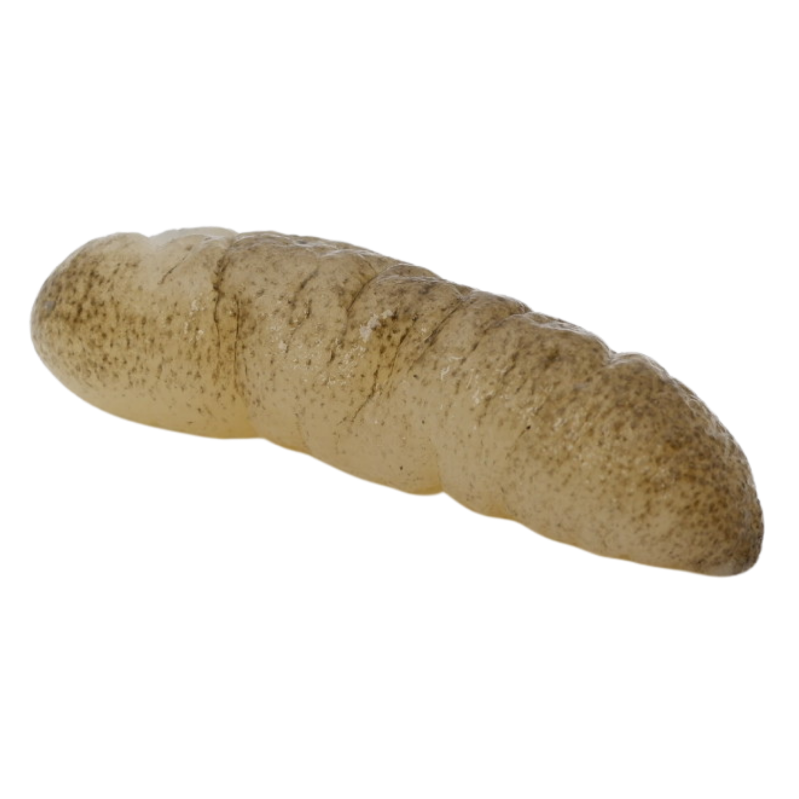 澳洲秃参（冷藏）