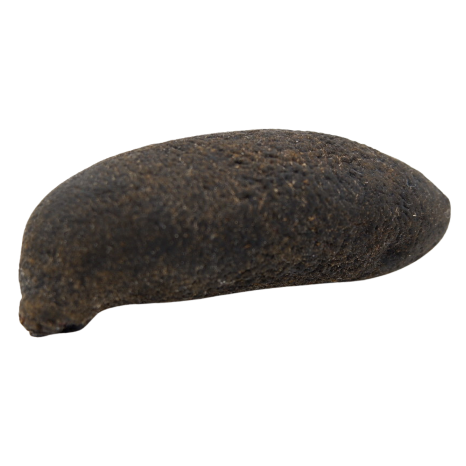 菲律宾 乌圆参 （大）