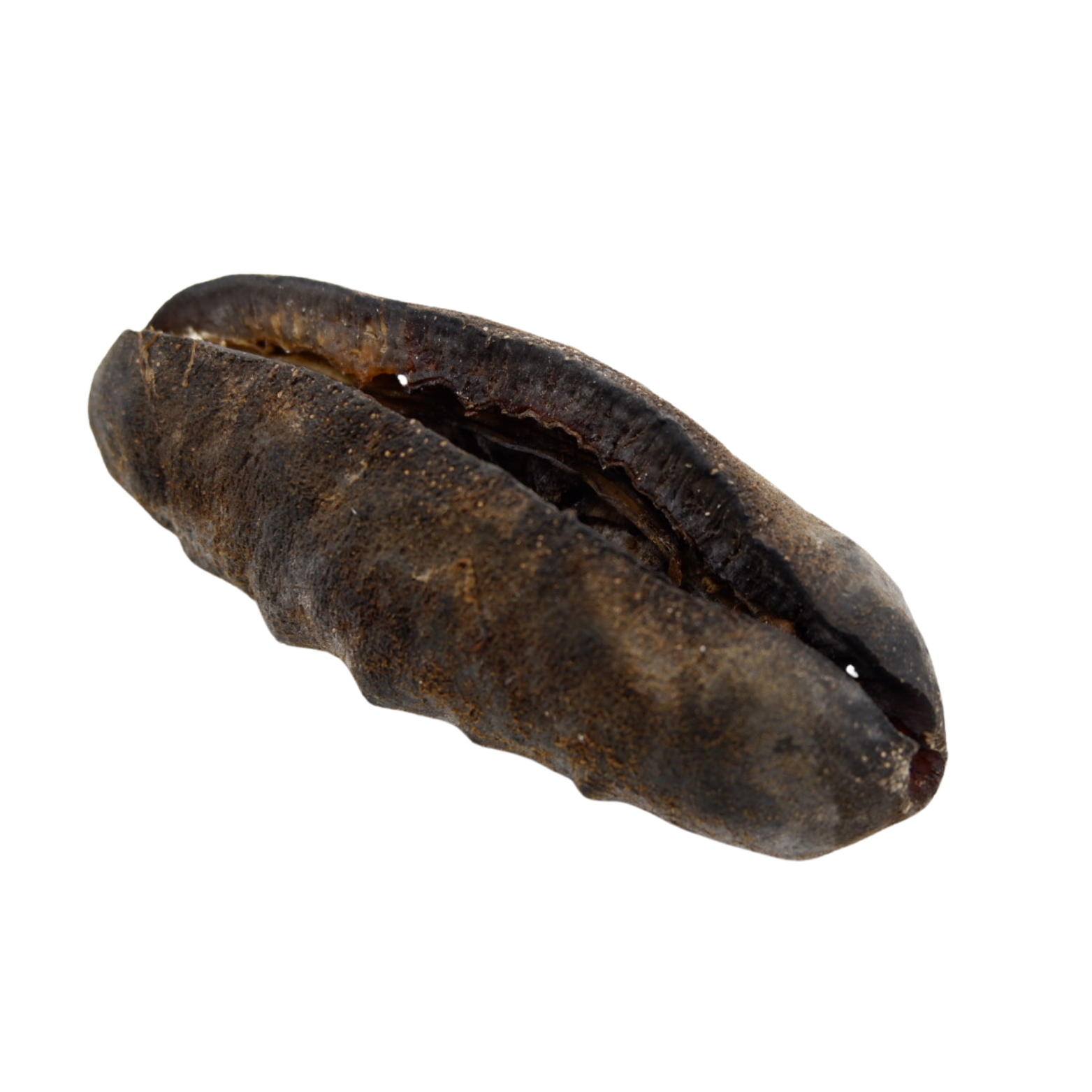 猪母参 大（3-6）头