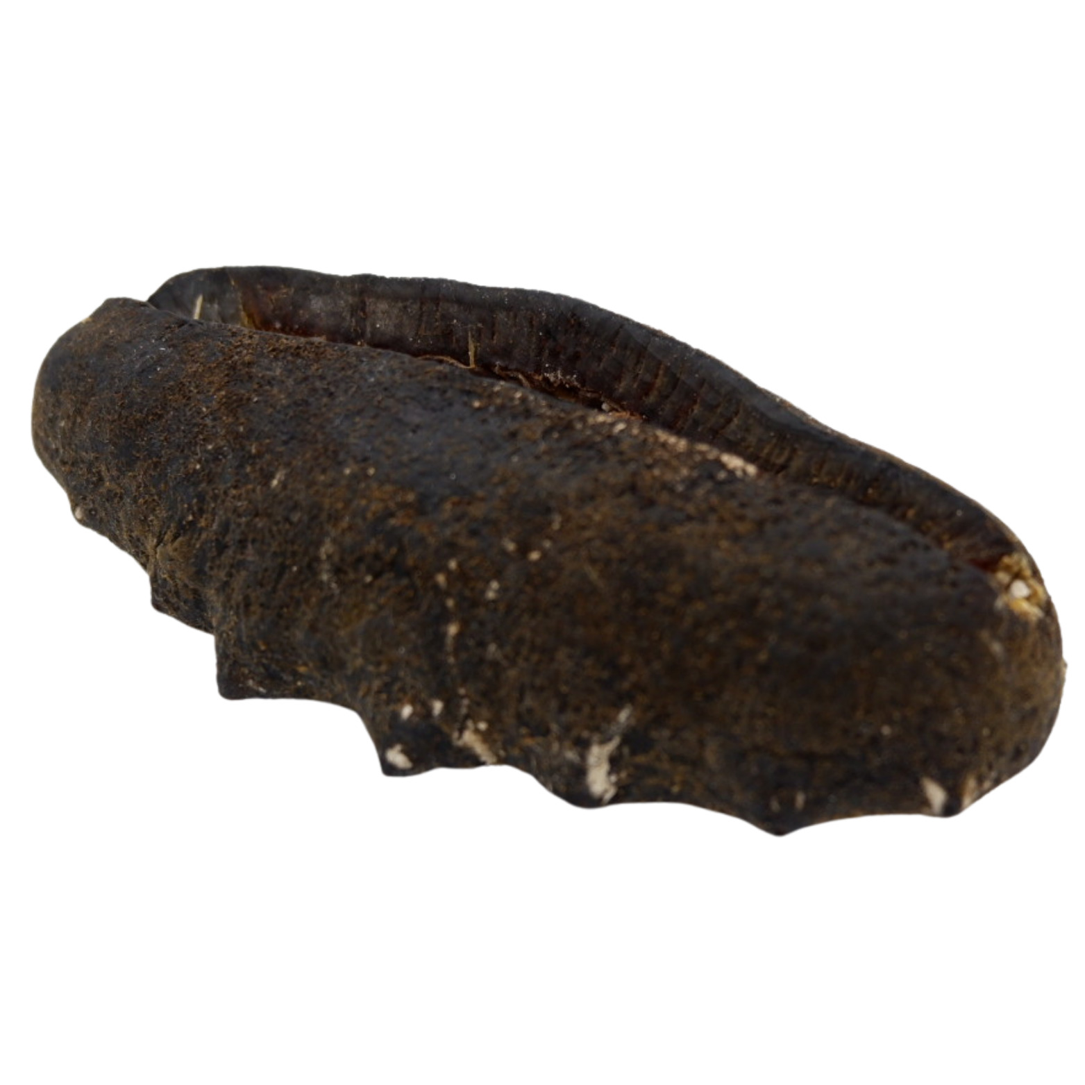 猪母参 中 7>15头