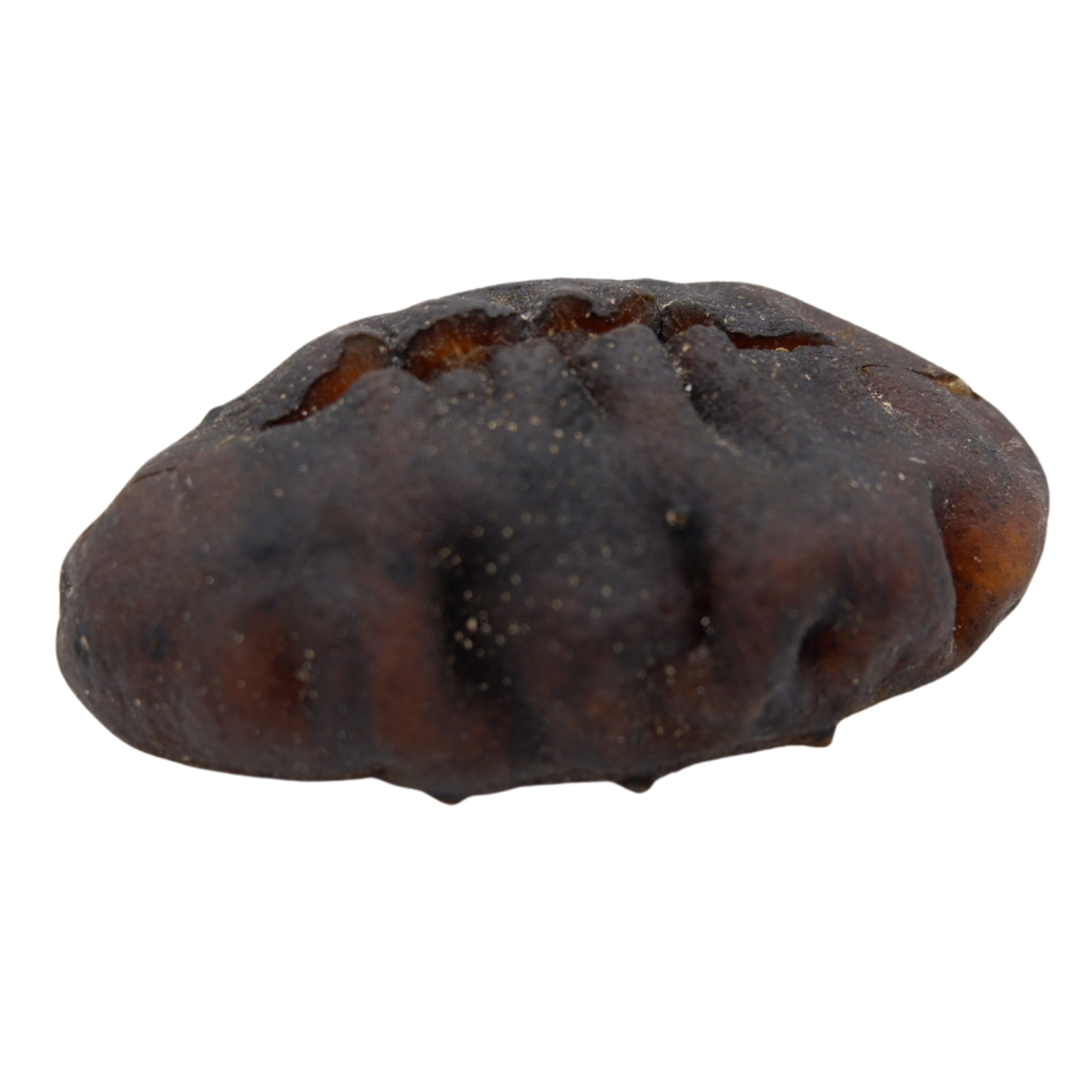 猪母参 小 >15头